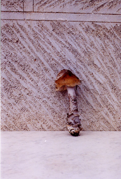 Amanita ceciliae